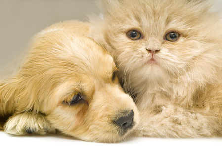 pets